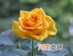 幸运和逝去的爱 黄玫瑰代表什么意思,黄玫瑰花语是什么