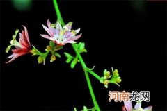朋友搬家送常青藤或者虎刺梅哪个合适