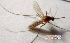 夏季怎么样预防蚊虫咬