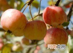 海棠果的功效与作用是什么