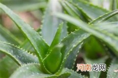 芦荟的食疗功效