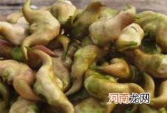 菱角发芽了可以吃吗