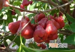 莲雾热量低营养丰富怎么吃好