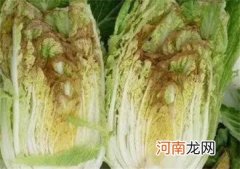 食用白菜时须注意的事项
