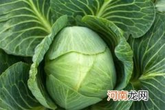 冬天的哪些食物可以养胃