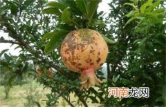石榴外皮有很多黑点能吃吗有毒吗