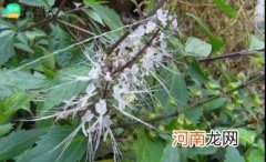 抖音卖的化石草是真的吗