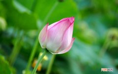 冻海螺怎么蒸 海螺开锅后蒸多久可以吃