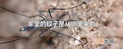 家里的蚊子是从哪里来的