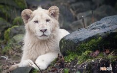 骨髓捐赠是有偿还是无偿的 骨髓捐献国家有补偿吗