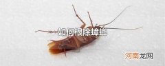 如何根除蟑螂