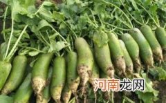 沙窝萝卜什么时候上市