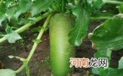 沙窝萝卜去火吗