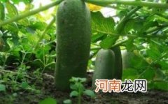 沙窝萝卜吃了会解药性吗