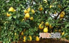 沙田柚怎么保存长久