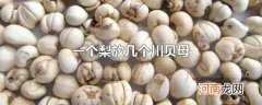 一个梨放几个川贝母
