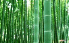 安利纽崔莱蛋白粉怎么样 安利儿童蛋白粉含植脂未