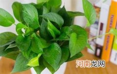 绿萝放在卧室对人是否有影响