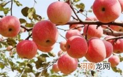 苹果煮着吃的养生功效