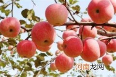 为了健康要远离吃苹果禁忌
