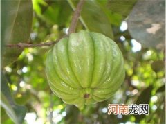 藤黄果的功效与作用