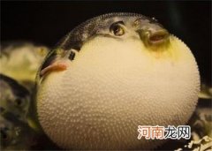 河豚哪里有毒最多最强
