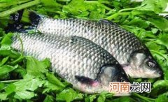 四类人不宜食用鲫鱼