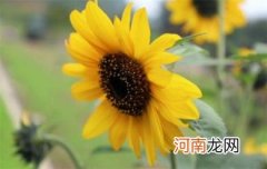 向日葵几点开花
