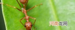 红蚂蚁如何彻底灭杀
