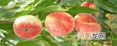 扁扁的黄桃是什么