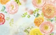 巴西蜂胶产品多少钱一瓶 什么人群应该长期吃蜂胶