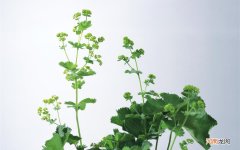 那种能把粥煮的软软的叫啥锅 熬稀饭用什么锅最好