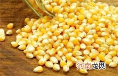 什么食物膳食纤维含量高