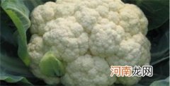 白菜花有什么营养价值