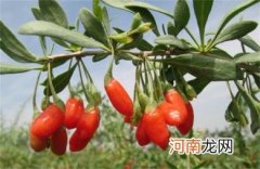 枸杞子有哪些功效
