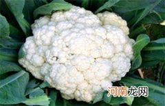 花椰菜有抗癌的效果吗