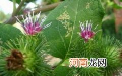 孕妇吃牛蒡的好处
