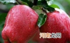 孕妇吃蛇果的注意事项