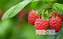 孕妇喝覆盆子茶的禁忌
