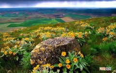 能说说nbb修复膏怎么样吗 海绵体能不能二次发育