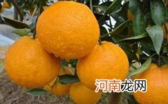 怀孕初期吃丑橘有什么影响吗