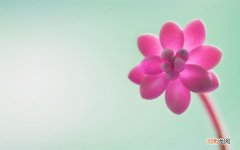 参苓白术丸适合那些病症 参苓白术丸能降血糖吗