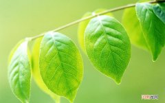 身体出现的哪些信号证明血液已经粘稠如粥 甘油三酯高不能吃面条吗
