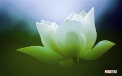 别地进口的三文鱼怎么办 吃三文鱼感染新冠