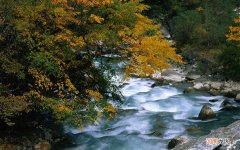 咳嗽白痰能吃猪脚姜醋吗 咳嗽能吃饺子蘸醋吗