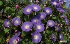 一个月只吃麦片会瘦多少斤 一个月只喝牛奶,我瘦了