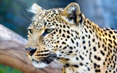 他汀类和贝特类的降血脂药有什么不同 降胆固醇哪种药好