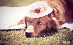 扇贝蒸多长时间熟 清蒸扇贝需要几分钟