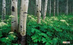 我想知道有没有糖尿病烂足 糖尿病导致烂手图