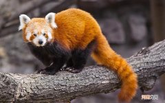 三文鱼为什么还叫大马哈鱼 三文鱼马哈鱼是一种鱼吗